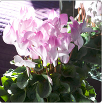 Cyclamen Halios® BLUSH