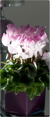 Cyclamen Halios® BLUSH