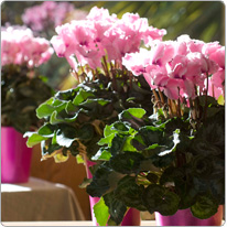 Cyclamen Halios® CURLY® Light pink with red eye