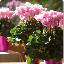 Cyclamen Halios® CURLY® Rose à œil