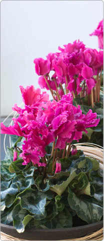 Cyclamen Halios® CURLY® Violett