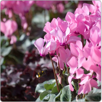 Mini Cyclamen Metis® Persisch Rosa Decora