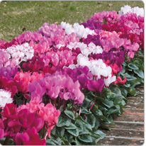 Mini-Cyclamen Metis® Decora Mischung