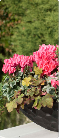 Mini cyclamen Metis® Salmon silverleaf