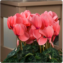 Cyclamen Halios® DHIVA Lachs