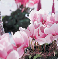 Cyclamen Halios® DHIVA Rosa mit Auge