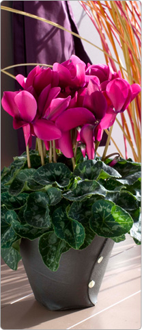 Cyclamen Halios® DHIVA Violet