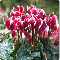 Cyclamen Tianis® FANTASIA® Deep magenta