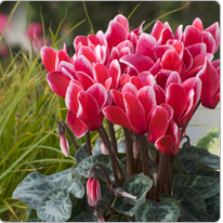 Midi-Cyclamen Tianis® FANTASIA® Scharlachrot