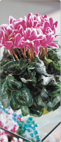 Cyclamen Halios® FANTASIA® Violet foncé