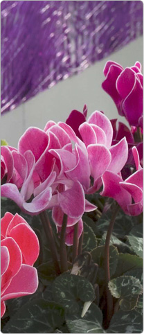 Midi cyclamen Tianis® Saumon flammé