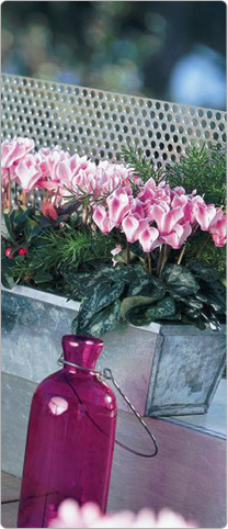 Mini cyclamen Metis® Magenta flammé