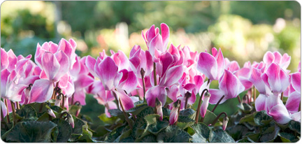 Cyclamen Latinia® FUNFLAME