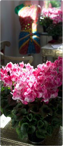 Cyclamen Latinia® FUNFLAME®