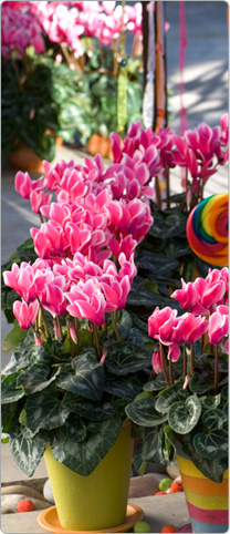 Cyclamen Tianis® FANTASIA® Deep rose