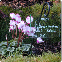 Mini Cyclamen Metis® VICTORIA