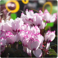 Cyclamen Halios® VICTORIA