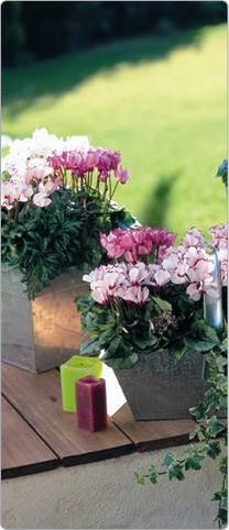 Mini cyclamen Metis® VICTORIA Blanc, rose et saumon