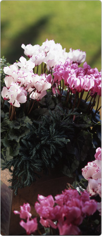 2 mini Metis® cyclamen  VICTORIA White and Pink + 1 Thyme + Juniperus (Juniper)