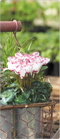 1  mini Metis® cyclamen  VICTORIA White + 1 Thyme + Sage, Parsley, Cive and Mint