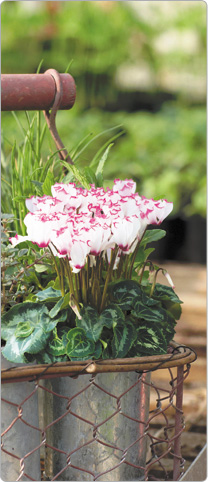 1  mini cyclamen Metis® VICTORIA blanc + 1 thym + sauge, persil, ciboulette et menthe