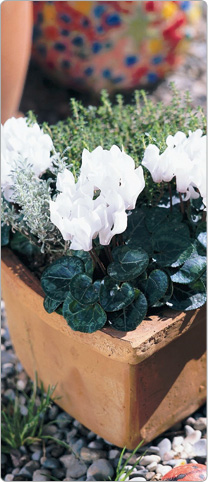 3 mini cyclamens Metis® blancs 1 thym + 1 santoline