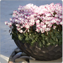 6/8 Mini- Cyclamen Metis® VICTORIA