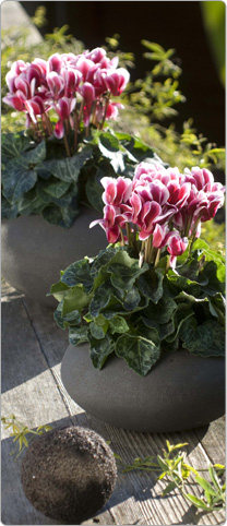 2 Cyclamen Latinia® FANTASIA® Magenta