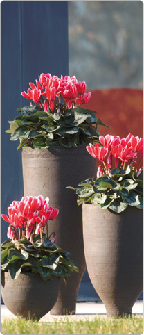 3 Tianis® cyclamen  FANTASIA® Red