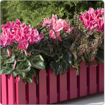 3 Midi-Cyclamen Tianis®  Fuchsia und Lachs geflammt + Heidekraut + Schlangenbart  (Ophiopogon nigrescens)