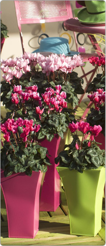 Midi Tianis® cyclamen, 3 Rose, 5 FANTASIA® Rose, 3 Rose with eye