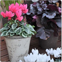 Mini cyclamens Metis® Saumon décora et blanc + Heuchère pourpre + graminée