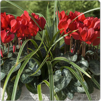 Mini Metis® cyclamen  Red + 1 Carex