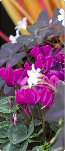 Mini ciclamen Metis® Violeta + 1 oxalis púrpura