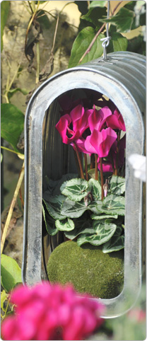 1 mini cyclamen  Metis® Magenta decora - Mangeoire