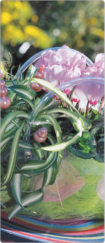 1 Mini-Cyclamen Metis® VICTORIA - transparente Mini-Tasche - Chlorophytum + farbige Sisal-Faser, rosafarbige künstliche Blätter 