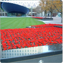 Mini-Cyclamen Metis® Rot - London