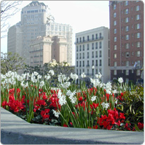 Cyclamen Latinia® Red and daffodils - San Francisco