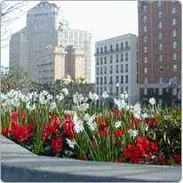 Cyclamen Latinia® Rot und Narzissen, San Francisco