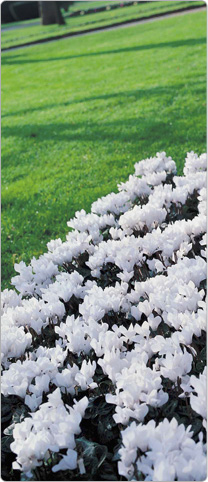 Cyclamen Premium Blanc