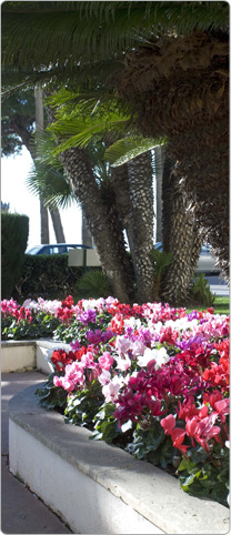 Cyclamen Latinia® - Cote d’Azur - Cannes - Violet, Rouge, Blanc, Rose a` oeil, Saumon, Fuchsia vif, Magenta.