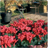 Cyclamen Latinia® Rouge vif