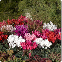 Cyclamen midi Tianis® - Coloris Violet, Rouge, Blanc, Rose a` oeil, Saumon, Fuchsia ne´on, Magenta et flamme´s.