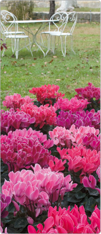 Cyclamen Premium Geflammt - Farbspiel Violett, Lachs, Fuchsia und Magenta.