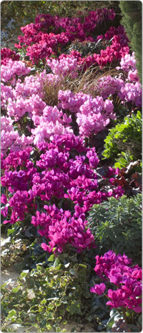 Mini cyclamens Metis® décora Violet, Rose de Perse et Magenta.