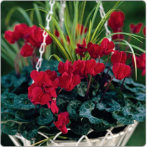 Mini cyclamens Metis® Rouge acorus