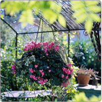 Mini-Cyclamen Metis® Fuchsia - zweifarbiger Efeu, Gräser