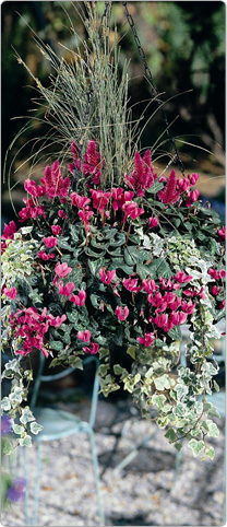 Mini Metis ® cyclamen Magenta - multicoloured Ivy, Celosia Caracas, Grasses