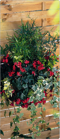 Mini Metis® cyclamen  Red - multicoloured Ivy, Asparagus, Spindle