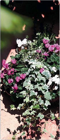 Mini Metis® cyclamen  Purple and White - multicoloured Ivy, dwarf Spindle